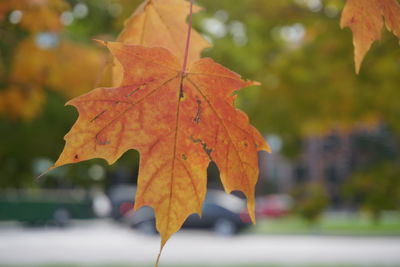 Close-up of maple leaf during autumn