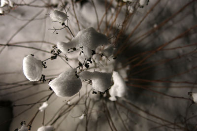 Close-up of snow on tree during winter