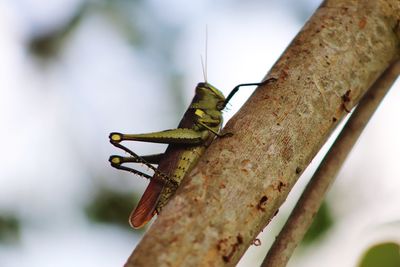 Close-up of insect on rusty metal