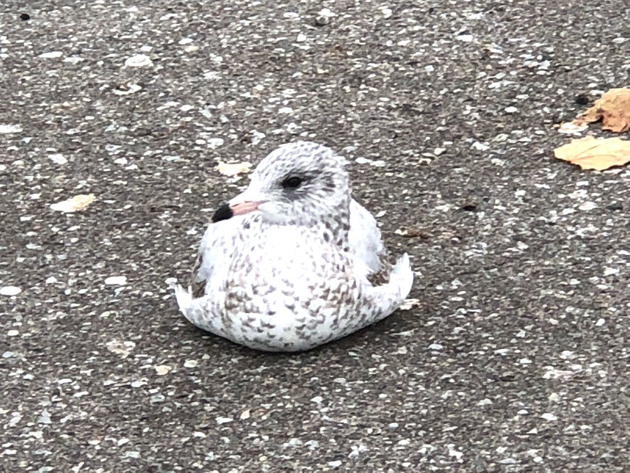 HIGH ANGLE VIEW OF BIRD ON ROAD