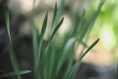 Close-up of fresh green grass in field