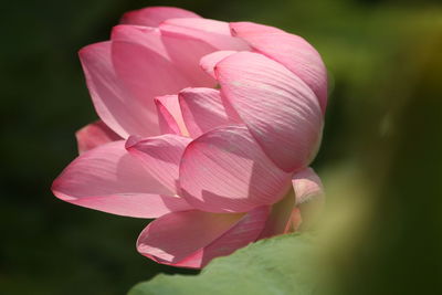 Close-up of pink lotus water lily