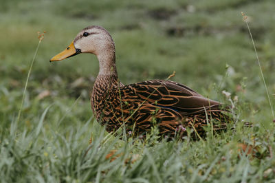 Close-up of a bird on field