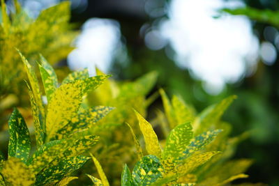 Close-up of plant