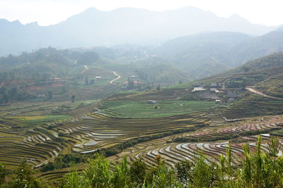 Scenic view of agricultural field