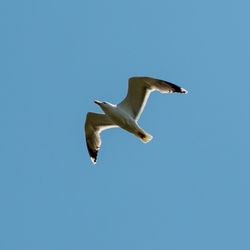 Low angle view of seagull flying in sky
