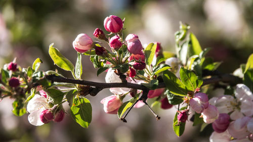 Close-up of pink flowering plant