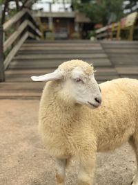 Close-up portrait of sheep on field
