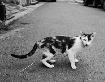 Portrait of a cat on the road