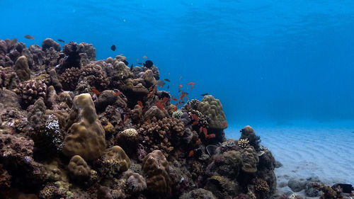 Corals and sand at isla verde