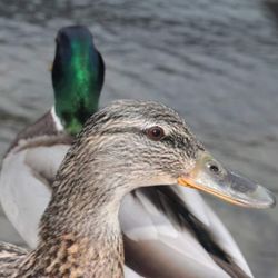 Close-up of a bird