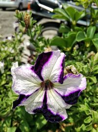 flowering plant