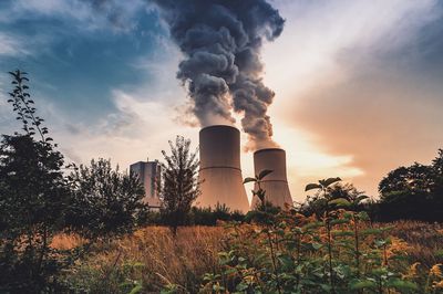 Plants growing on field against sky during sunset