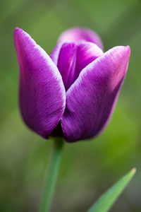 Close-up of pink tulip flower