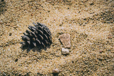 High angle view of shell on sand