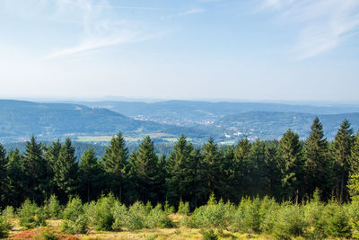 Pine trees on field against sky