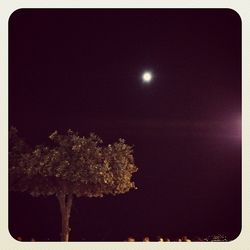 Low angle view of trees against sky at night