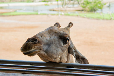 Close-up of a horse