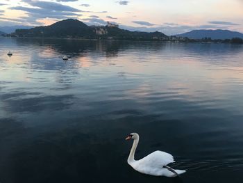 Swan swimming in lake