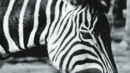 Close-up of zebra