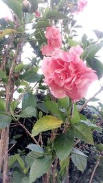 Close-up of pink flowers