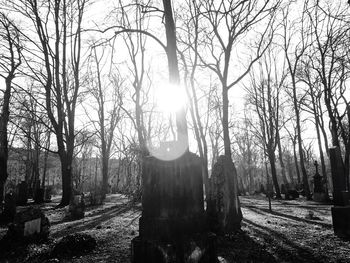 Sun shining through trees in forest