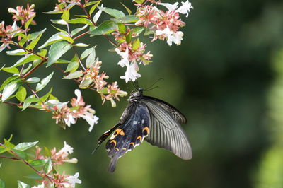 Close-up of butterfly pollinating on flower