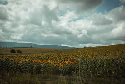 Scenic view of field against sky