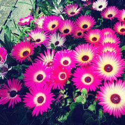 Full frame of pink flowers blooming outdoors