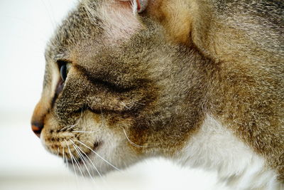 Close-up of a cat