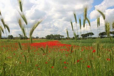 View of poppy field against cloudy sky