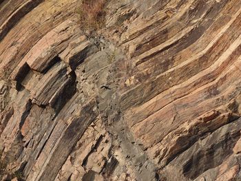 Full frame shot of tree trunk