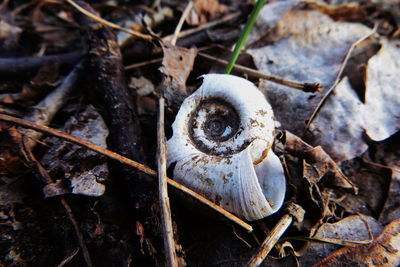 High angle view of shells on dry leaves on field