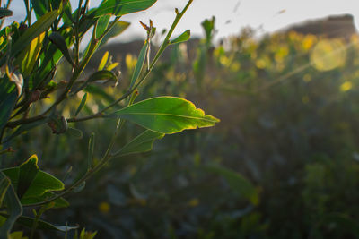 Close-up of plant growing on field