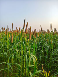 agriculture
