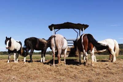 Horses on field against sky