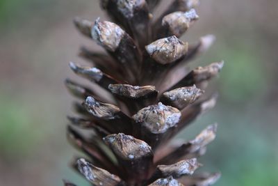 Close-up of pine cones