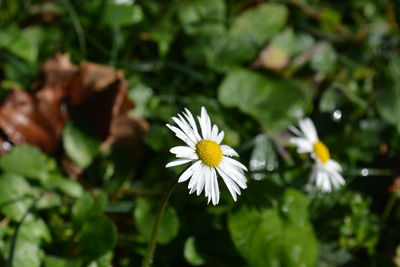 Close-up of white daisy flower