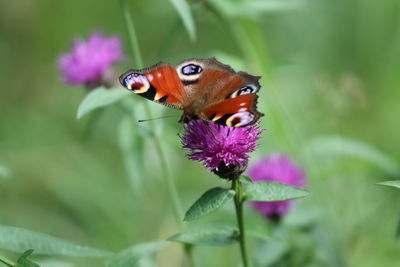 Close-up of butterfly pollinating on pink flower