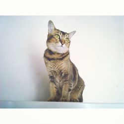 Portrait of cat