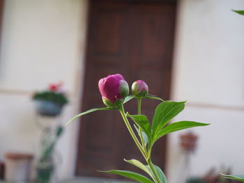 Close-up of pink flowering plant against building