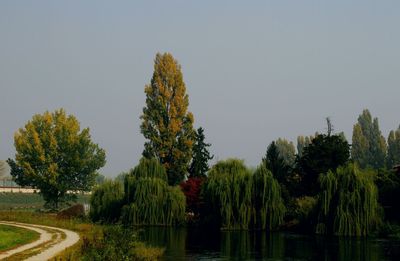 Trees against clear sky