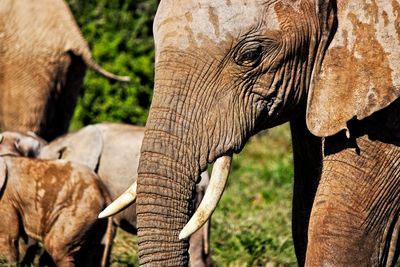 Close-up of elephant