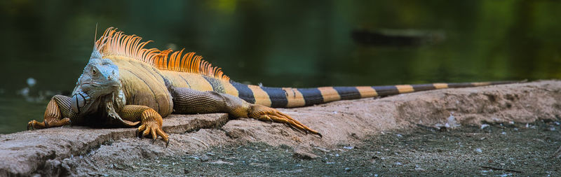 Close-up of lizard on rock