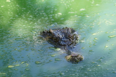 High angle view of crocodile in lake