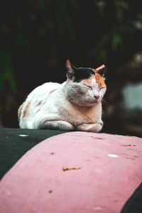 Close-up of a cat