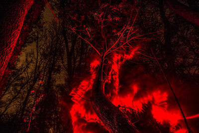 Low angle view of trees at night