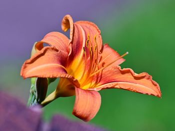 Close-up of wilted lily blooming outdoors