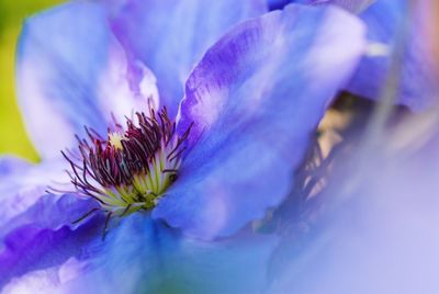 Close-up of purple flowering plant