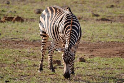 Close-up of zebra